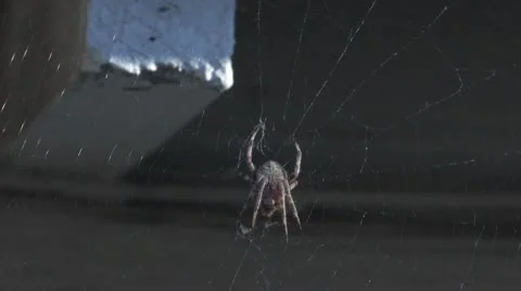 A vey large Spider and Web Stock Footage 10572550