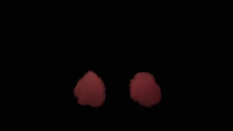 VFX Animation of Lungs filled Fire and Smoke, isolated on green background. Stock Footage 134681177