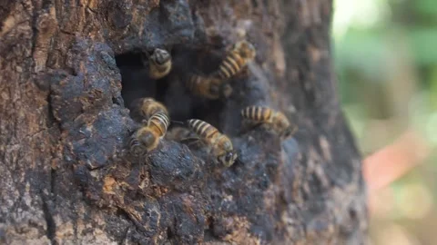 Vhoney bee worker flying in and out from nature wood hold Stock Footage 241742717