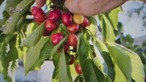 VHS Cherries tree hand harvest cu Stock-Footage 342020434