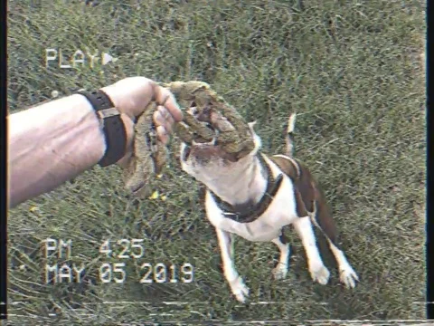 VHS Dog Video stock 108029669