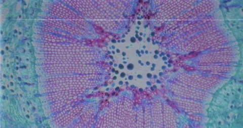 VHS recording of plant stem under a microscope. Videotape of cells under a scope Vídeos de archivo 199025504