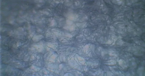 VHS recording of a spider web under a microscope. Floating bacteria and germs Stock Footage 199147023