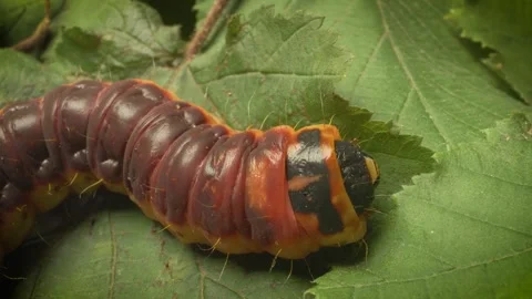 Vi Close-up of the goat moth larva (Cossus cossus) in its natural habitat. Stock Footage 316080501