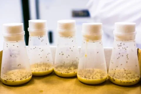 Vials containing Fruit Flies; the Fruit Fly (Drosophila melanogaster) continu Fotos de archivo