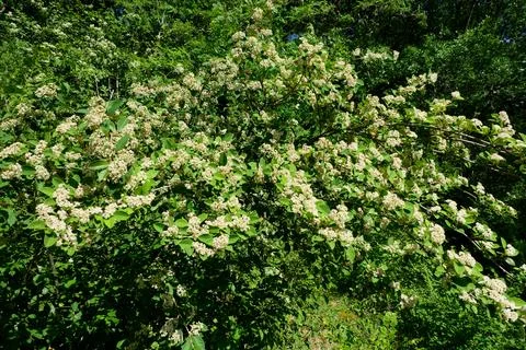 Vibernum tinus. 스톡 사진