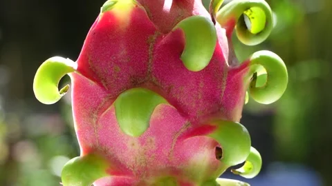 Vibrant 4K Macro of a Dragon Fruit Cross-Section Slowly Rotating. Stock Footage 315389307