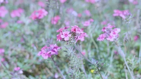 Vibrant 4K Nature Scene: Close-up of Pink Verbena Flowers Blooming in Meadow Stock Footage 342144391
