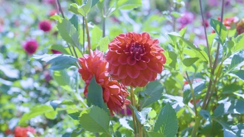 Vibrant 4K Nature Scene: Close-up of Red-Orange Dahlia Flowers in Garden Stock Footage 342144396