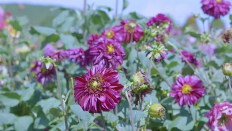 Vibrant 4K Nature Scene: Dark Pink Dahlia Flower Field Blooming in Garden Stock Footage 342144393