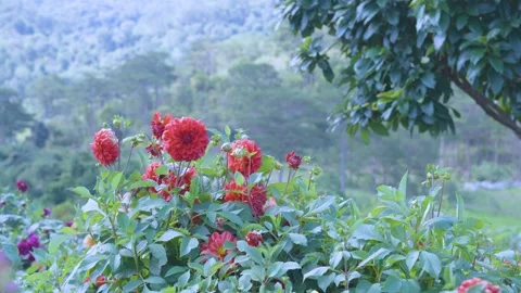 Vibrant 4K Nature Scene: Red Dahlia Flowers with Mountain Background Stock Footage 342142733