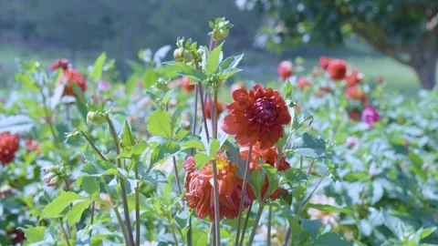 Vibrant 4K Nature Scene: Red and Orange Dahlia Flowers Blooming in Garden Stock Footage 342142736