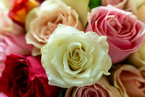 Vibrant, abstract background featuring a lush arrangement of colorful roses in a Photos
