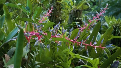Vibrant Aechmea Blue Rain Bromeliad in Hawaii Tropical Botanical Garden Stock Footage 317408674