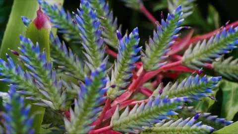 Vibrant Aechmea Blue Tango Bromeliad in Hawaiian Botanical Garden Stock Footage 317408694