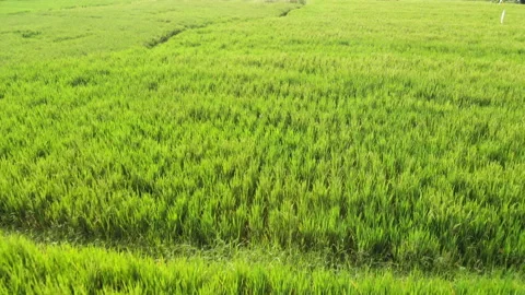 Vibrant Aerial over Rice Fields, Bali Stock Footage 147293814