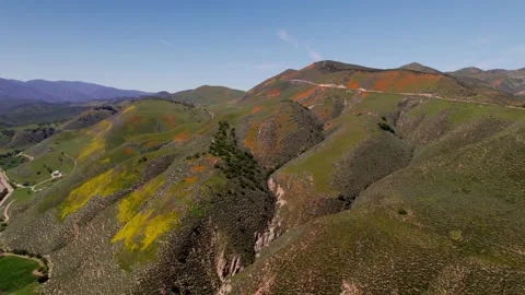 Vibrant Aerial Superbloom Stock Footage 237907382