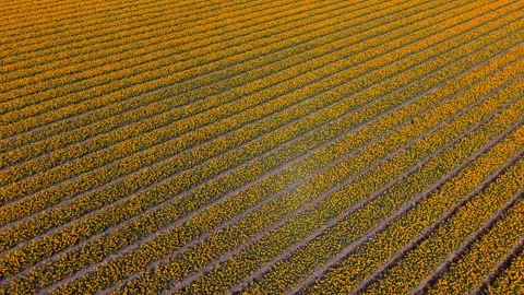 Vibrant aerial top down view of an expansive yellow tulip field Netherlands Stock-Footage 333077343