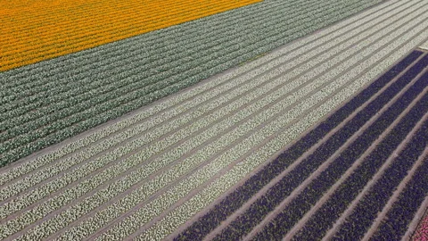 Vibrant aerial top-down view of Dutch tulip fields in spring. Colorful diagonal Video stock 333077356