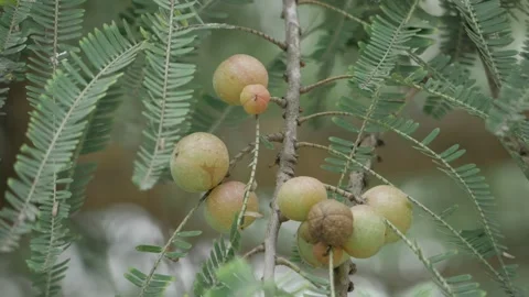 Vibrant Amla Fruit Bounty  A Glimpse into Natures Treasure Stock Footage 323995925