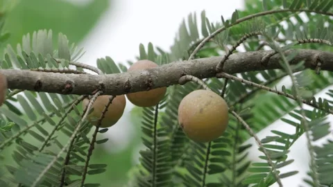 Vibrant Amla Fruit Tree  A Delightful Journey through the Fruits Life Cycle Stock Footage 323996698