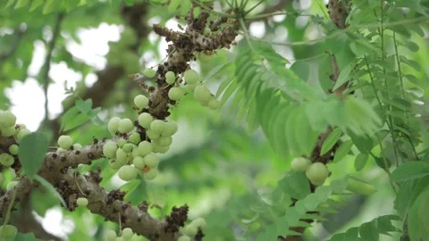 Vibrant Amla Tree  Abundant Fruit for Health  Beauty Stock Footage 323994827
