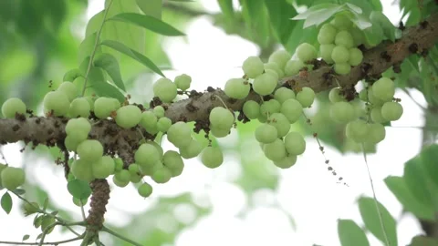 Vibrant Amla Tree with Abundant Fruit Baskets Stock Footage 323995376