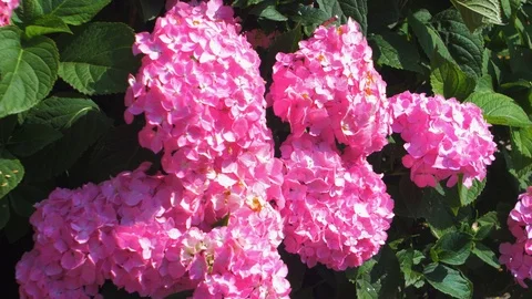 Vibrant and beautiful pink Hydrangea flowers (Hydrangea macrophylla) on a Stock Footage 113263471