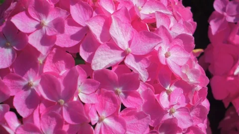 Vibrant and beautiful pink Hydrangea flowers (Hydrangea macrophylla) on a Stock Footage 113263482