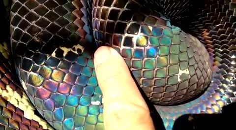 Vibrant and Colorful Boeleni Python, Home - 24 Nov 2017 動画素材 205242491