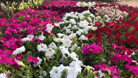 Vibrant and Colorful Petunia Flower Bed in Full Sunlight Stockbeeldmateriaal 344651853