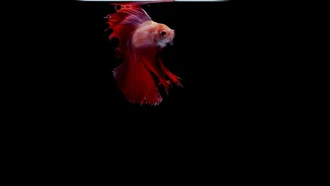 Vibrant and colourful Siamese fighting fish Betta splendens Video stock 95308708