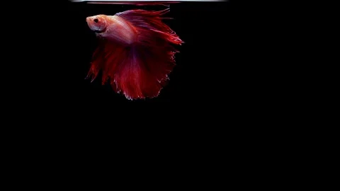 Vibrant and colourful Siamese fighting fish Betta splendens Видео 95309196