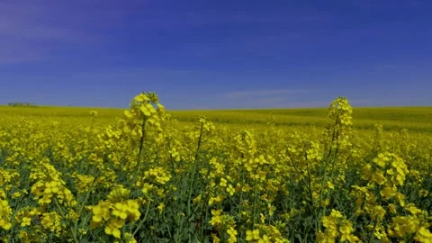 Vibrant and Stunning Fields Filled with Yellow Canola Blooming Under a Clear Stock Footage 309334406