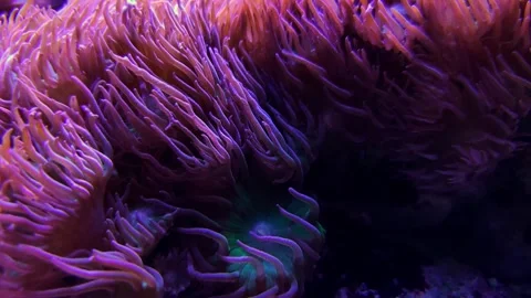 Vibrant Anemone Tentacles Waving Close-Up in Reef Aquarium Vídeos de archivo 343793052