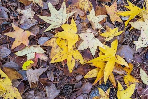 Vibrant array of autumn leaves lay scattered in the forest Stock Photos
