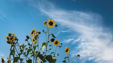 Vibrant array of blooming sunflowers framed against a bright blue sky. Foto stock