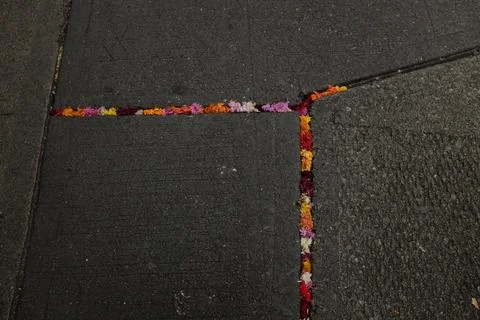 Vibrant array of blooms embedded in the concrete pavement Foto stock