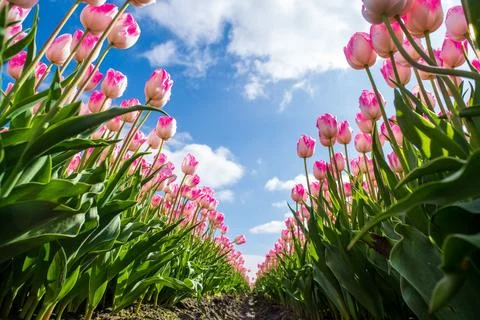 Vibrant array of bright tulips blooming in a lush field on a sunny day Foto stock