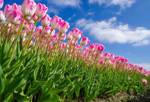 Vibrant array of bright tulips blooming in a lush field on a sunny day Stock Photos