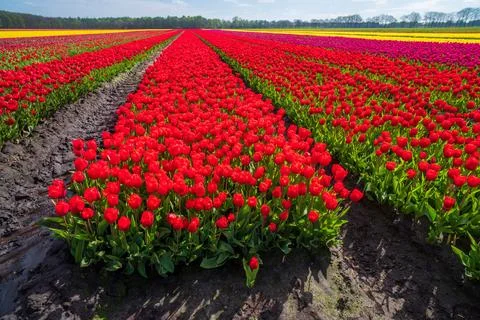 Vibrant array of bright tulips blooming in a lush field on a sunny day Foto stock