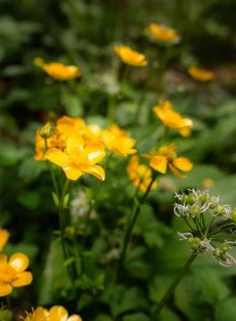 Vibrant array of creeping buttercup (Ranunculus repens) flowers in woods 库存照片