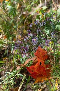 Vibrant array of flowers against a backdrop of a red autumn leaf, creating a bea Stock-Fotos