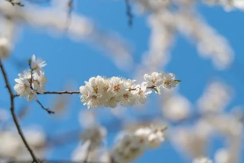 Vibrant array of flowers thriving beneath broad azure sky. An energetic displ Foto stock