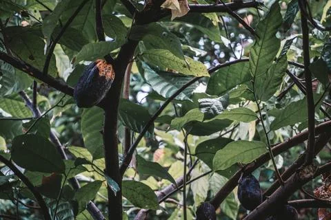 Vibrant array of fresh dates hanging from a lush green tree in a lush forest set Fotos de archivo