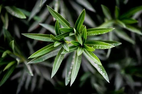 Vibrant array of green leaves of Oleander plant Stock-Fotos