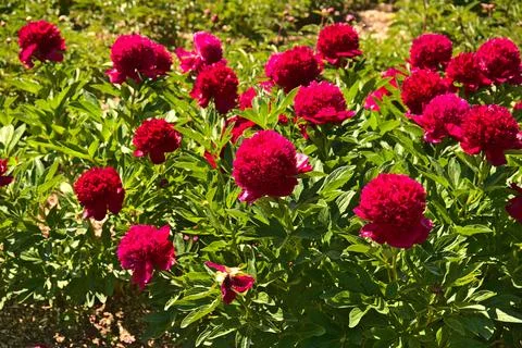 Vibrant array of pink common peonies growing in a garden Stock Photos
