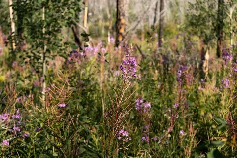 A vibrant array of purple flowers amidst the serene forest landscape view. Stock Photos