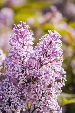 Vibrant array of purple lilac blooms in the garden Stock Photos