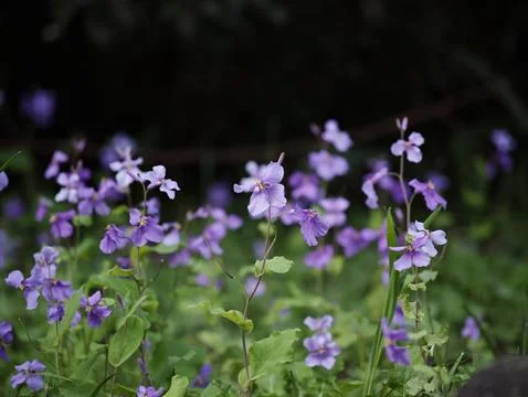 Vibrant array of purple Orychophragmus violaceus flowers with lush green foliage Stock Photos
